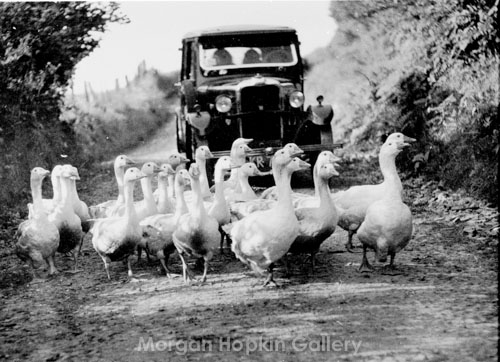 Geese Crossing Trecastle Road, 1938
