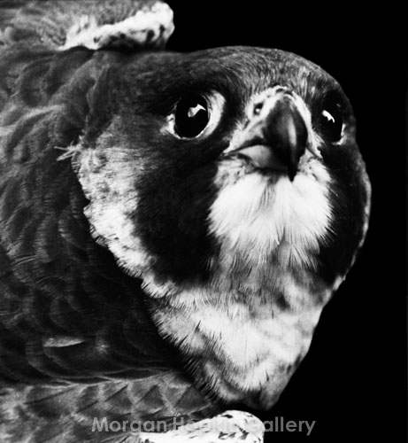 Peregrine Falcon
Peregrine Falcon