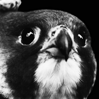 Peregrine Falcon