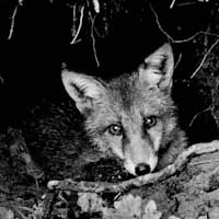 Reynard in his Lair