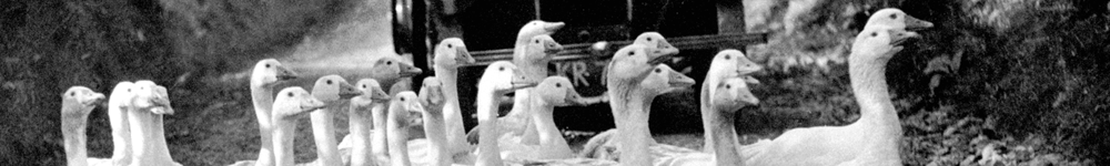 Llew E Morgan Web Banner